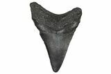 Juvenile Megalodon Tooth - South Carolina #368683-1
